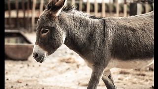 donkey ingredients Disclosure of making beauty products for women from