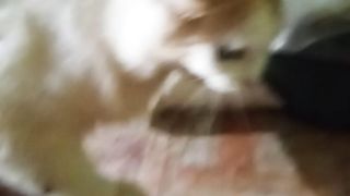 SI RAMBO