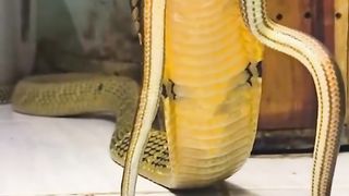 King cobra eating Snake