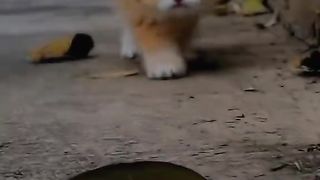 Little cat