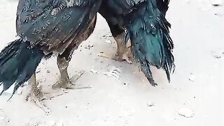 The beautiful chicken ll birds and chicken