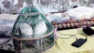 I am in cage ll make a large cage for me