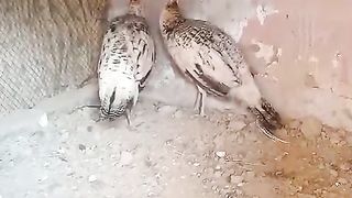 The beautiful birds ll birds