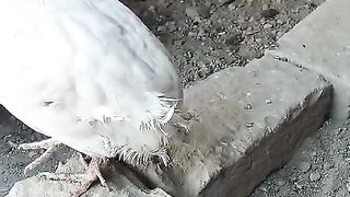 The brick and the bird