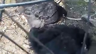 The black beak