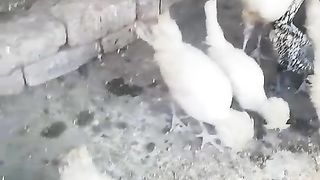The birds are great