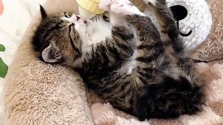Cat cute