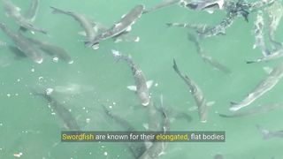 Swordfish Facts