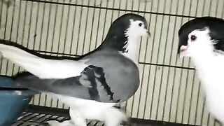 German Pigeon
