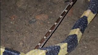 Snake eating snake