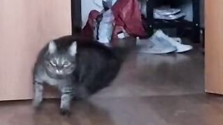 cats fight with dog