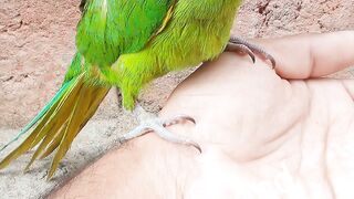 Parot