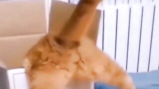 funny cats