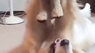 funny dog