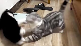 Cats Funny Fighting