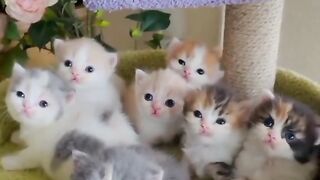 Cats looking at me ????