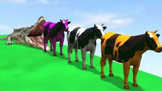 Cow vs Crocodile / very interesting animal story video