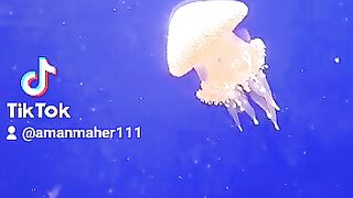 Rare Jellyfish