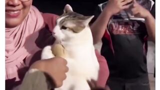 Cute Cat Reacting like a Baby