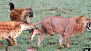 animals Loin