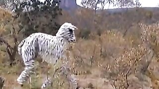 Jungle Book | Funny | Dangerous Act | Story | Short Video | Amir Mukhtar