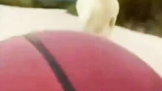 Funny+Animal+Short+Videos+_+Pets+Shorts+_+Funny+Videos+#