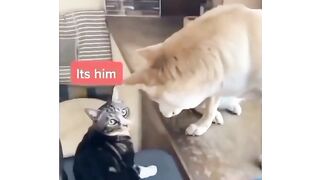 Cat and Dog funny video