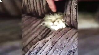 When Cats Play Hide And Seek