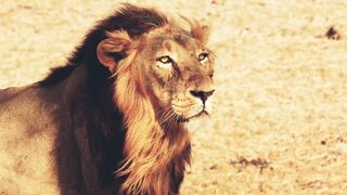 10 Amazing Facts about Lion 2.0