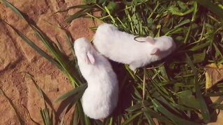 Rabbits k bachy bahir aa gy. || PETS HOME