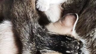 Cute Cat's Animal/ Love of mother With children