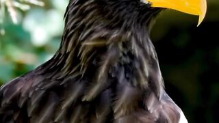 Eagle attitudes | beautiful eagle | amazing eagle |