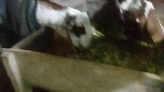 My cute goats????
