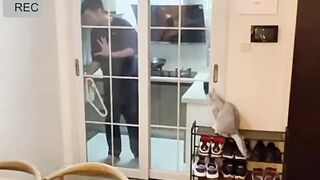 Compilation funniest cat videos 2023 part 8
