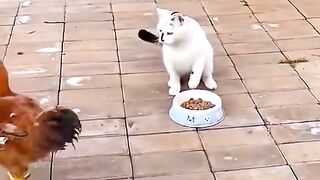 Compilation funniest cat videos 2023 part 9