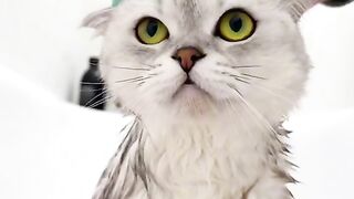 Funny cat video pets video ????