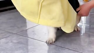 Cute Dog