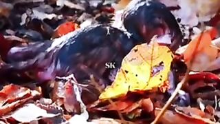 Filhote de macaco abandonado