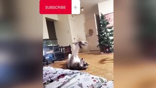 Funny Animals To Laugh