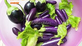 Brinjal-Harvest Brinjal-baingan-markhor