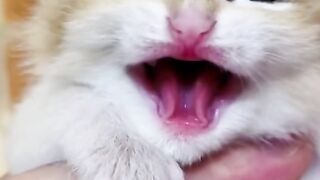 Do you need this cat ?