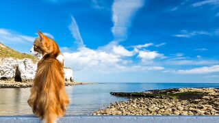 Beautiful Cat On The Sea❤#shorts #cat