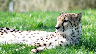 Beautiful Lion