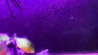 the shark fish. Rat killer