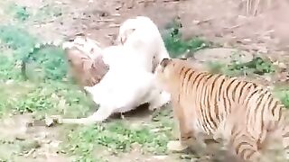 Lion VS Tiger _ Tiger Vs Lion Comparison Hd 2022 Video