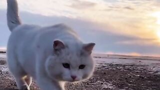 Sweet Cute Cat