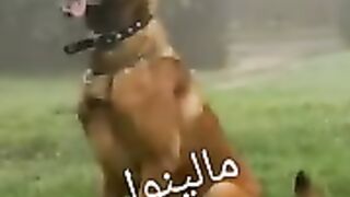 The most beautiful dog of all kinds, the best video you can see