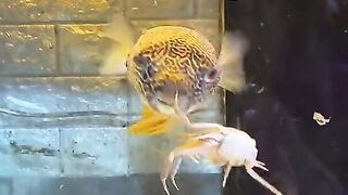 predatory grouper crab