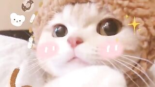 So cute funny cats