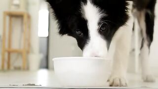 The most beautiful dog of all kinds, the best video you can see